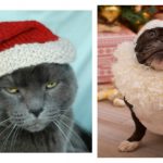 Pet Santa Hat Free Knitting Pattern