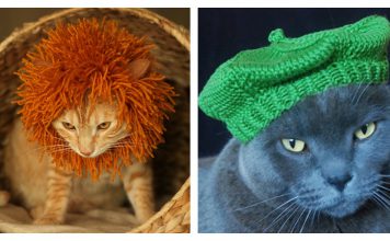 Cute Cat Hat Free Knitting Pattern