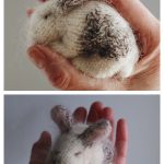 Teeny Tiny Bunny Knitting Pattern