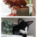 Amazing Kitten Cat Amigurumi Knitting Pattern