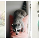 Raccoon Knitting Patterns
