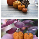 Pumpkins for Beginners Free Knitting Pattern