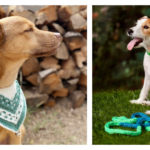 Dog Bandana Free Knitting Pattern