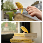 Canary Free Knitting Pattern