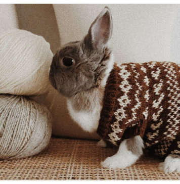 Bunny Hug Free Knitting Pattern