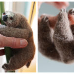 Little Sloth Amigurumi Free Knitting Pattern